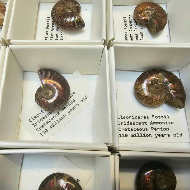 Distinction Crystals - Wholesale Decorative Tabletop Object - Iridescent Red Ammonite Fossil Tray Deal3