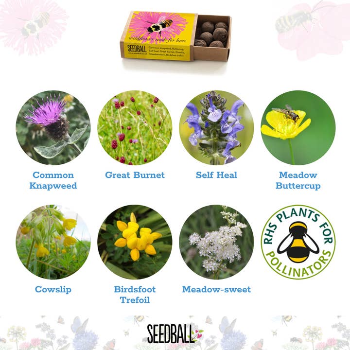 Seedball – wholesale Plant seeds – Bumblebee Seedball Wildflower Boxes7