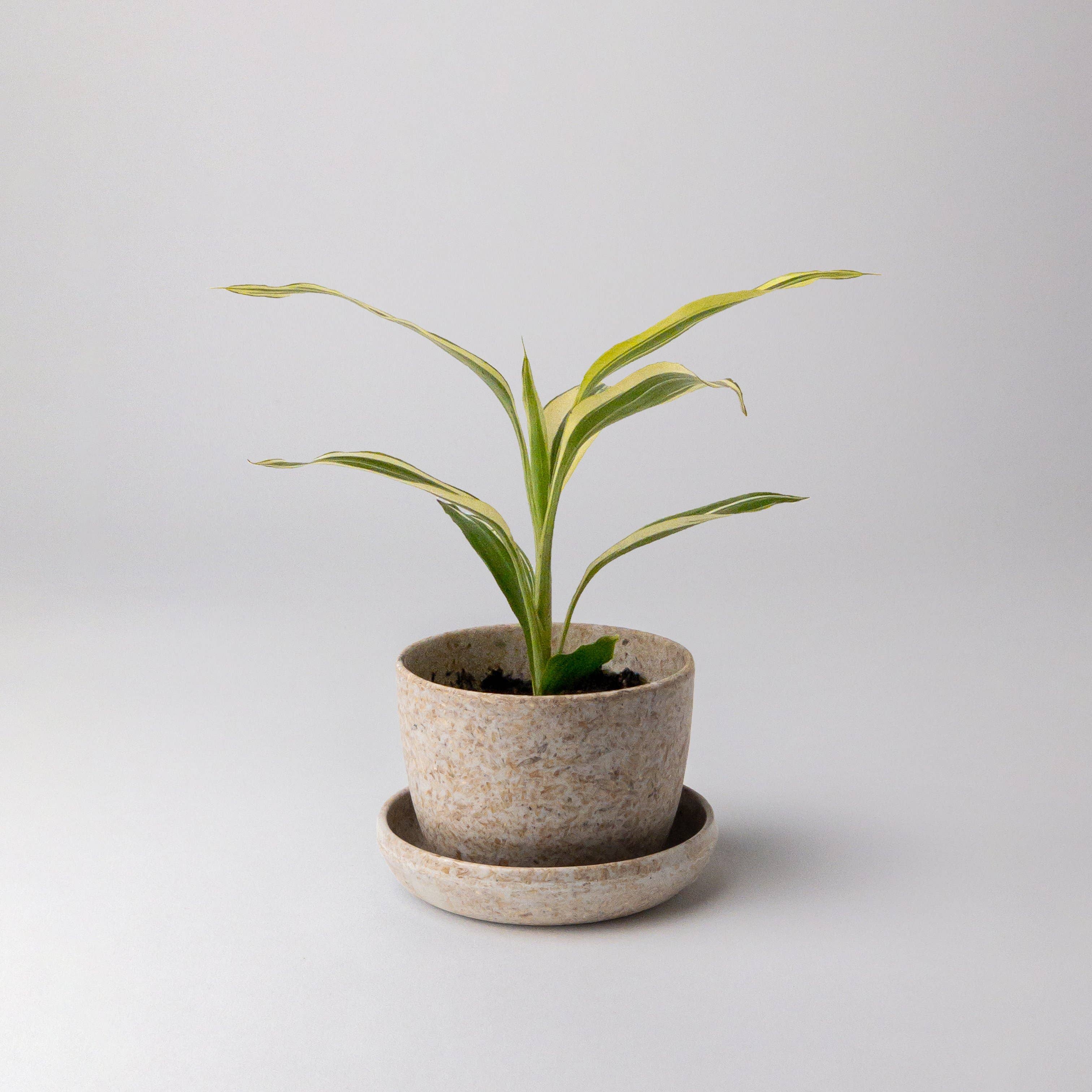 Kanso Designs - Vente Pot - Mini pot de fleurs en cosse de riz3