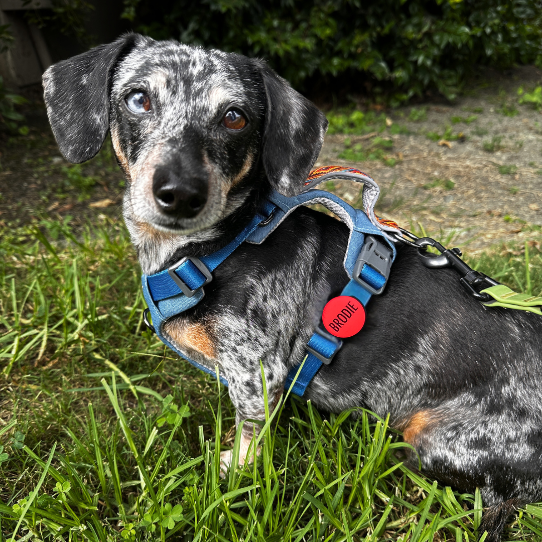 Besties Pets - Wholesale Pet Identification Tag - Cat/Dog - Slide-On Pet ID Tag | Design Your Own | Pick Color & Design8