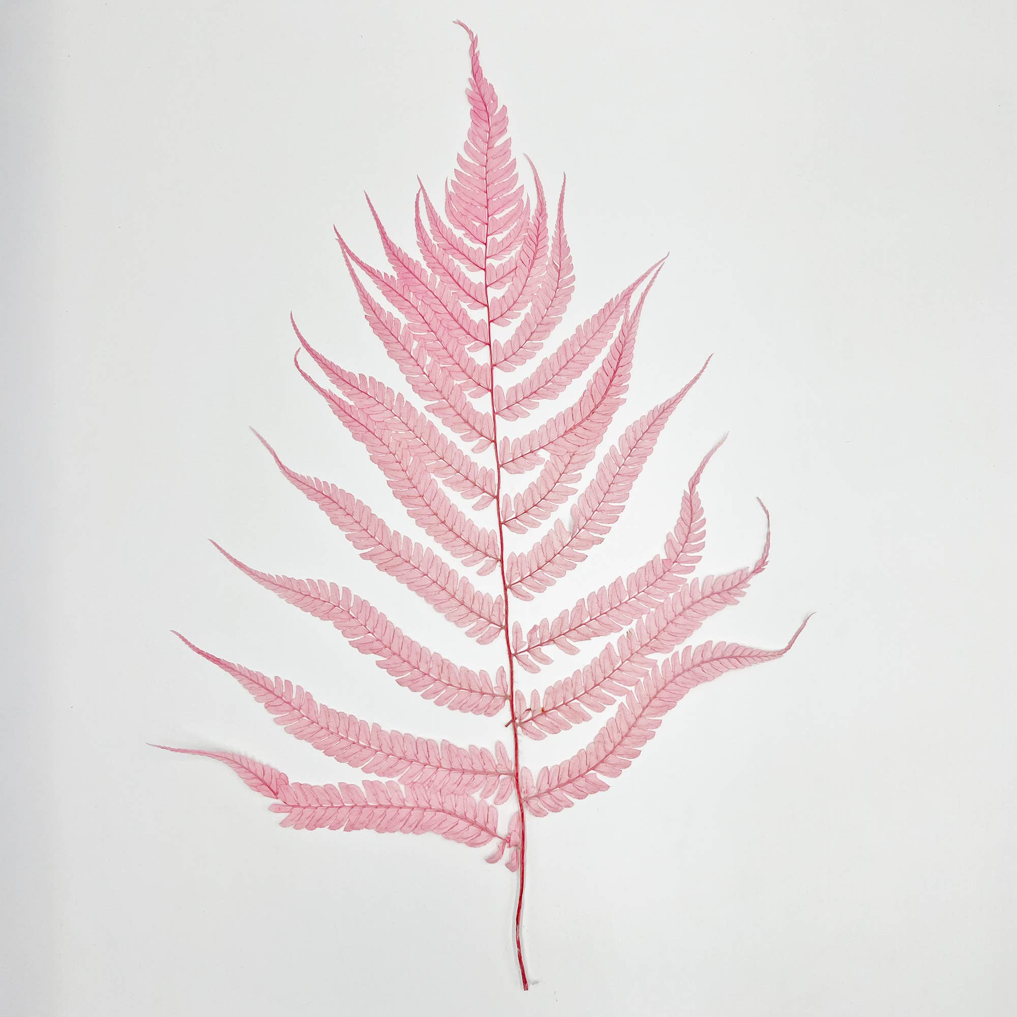 2626 Designs - Wholesale Dried/Pressed Flowers - Dried Preserved Fern 14"3