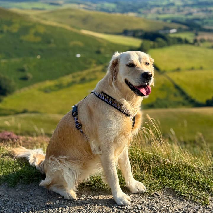 NEERDOG | Dog Harnesses | Dog Leads | Dog Collars | Coats – wholesale Pet harness – Dog – Y Dog Harness | GO-CEE-Y Dog Harness - Erysimum 4