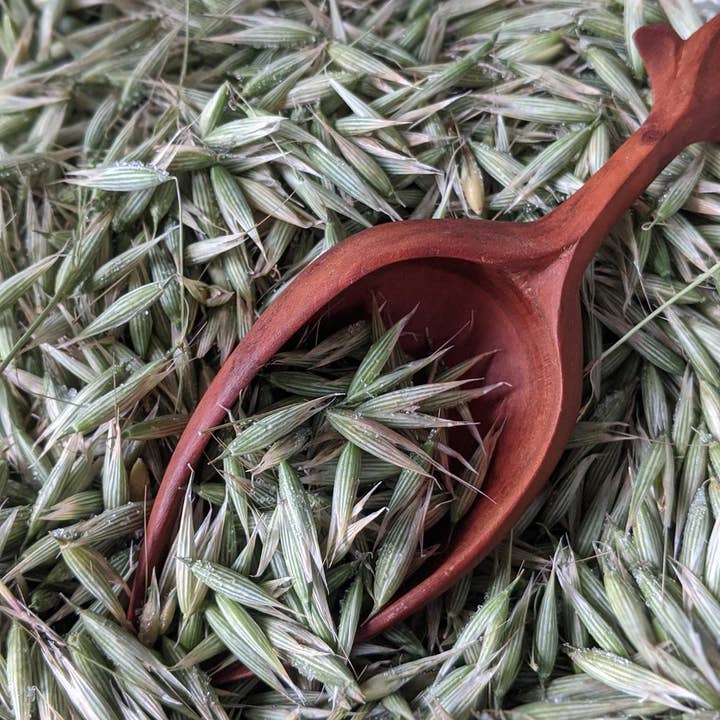 Rowan + Sage - Wholesale Tincture - Milky Oats Tincture