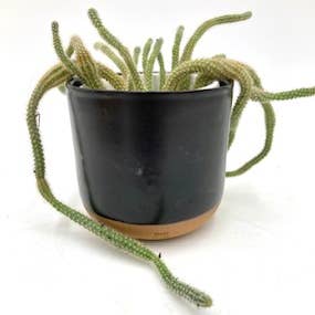 Ruby Farms Pottery - Wholesale Plant Pot - Medium Wonky Handmade, Ceramic Plant Pot/Planter