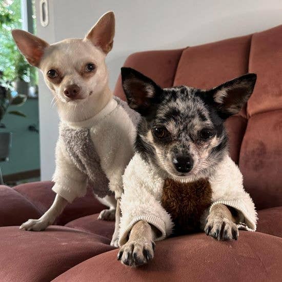 Fitwarm – wholesale Tröja - Hund – 2-pack fleecetröja9