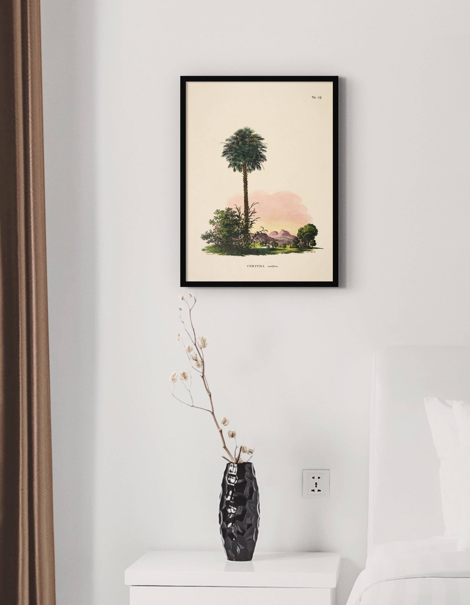 Esque – Großhandel Poster – Poster Historia Naturalis – Corypha Cerifera – 30 x 40 cm0