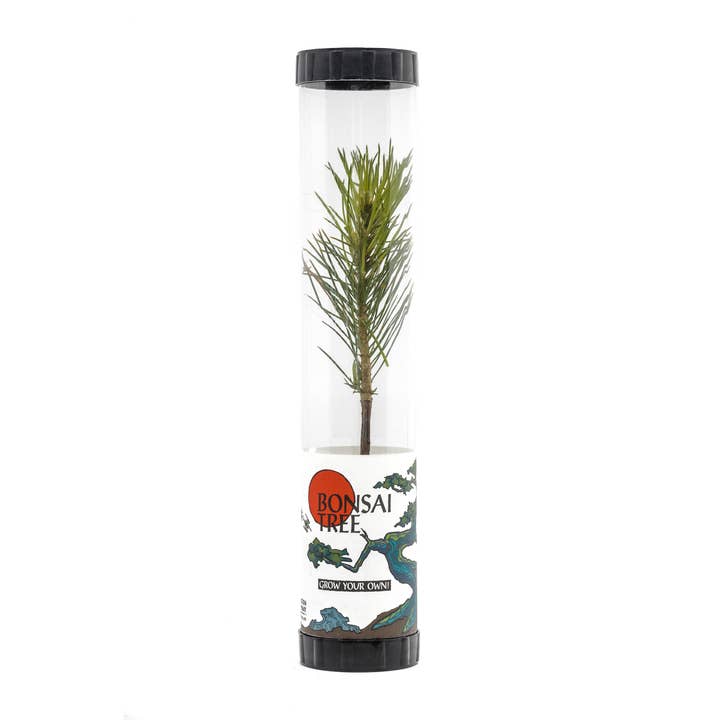 The Jonsteen Company - Wholesale Live Plant - Bonsai Starter | Packaged Live Tree