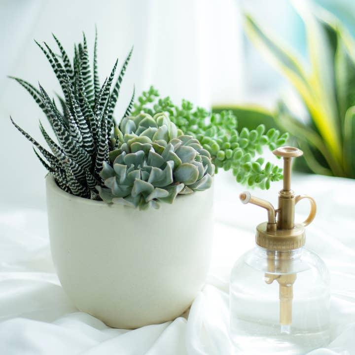 Best Plant Friend - Wholesale Succulent - Weirdo Succulents - 2-inch Pot (1 case = 2 Plants)