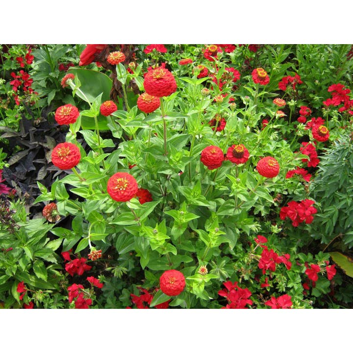 Sow True Seed - Wholesale Plant Seeds - Zinnia Seeds - Cherry Queen1