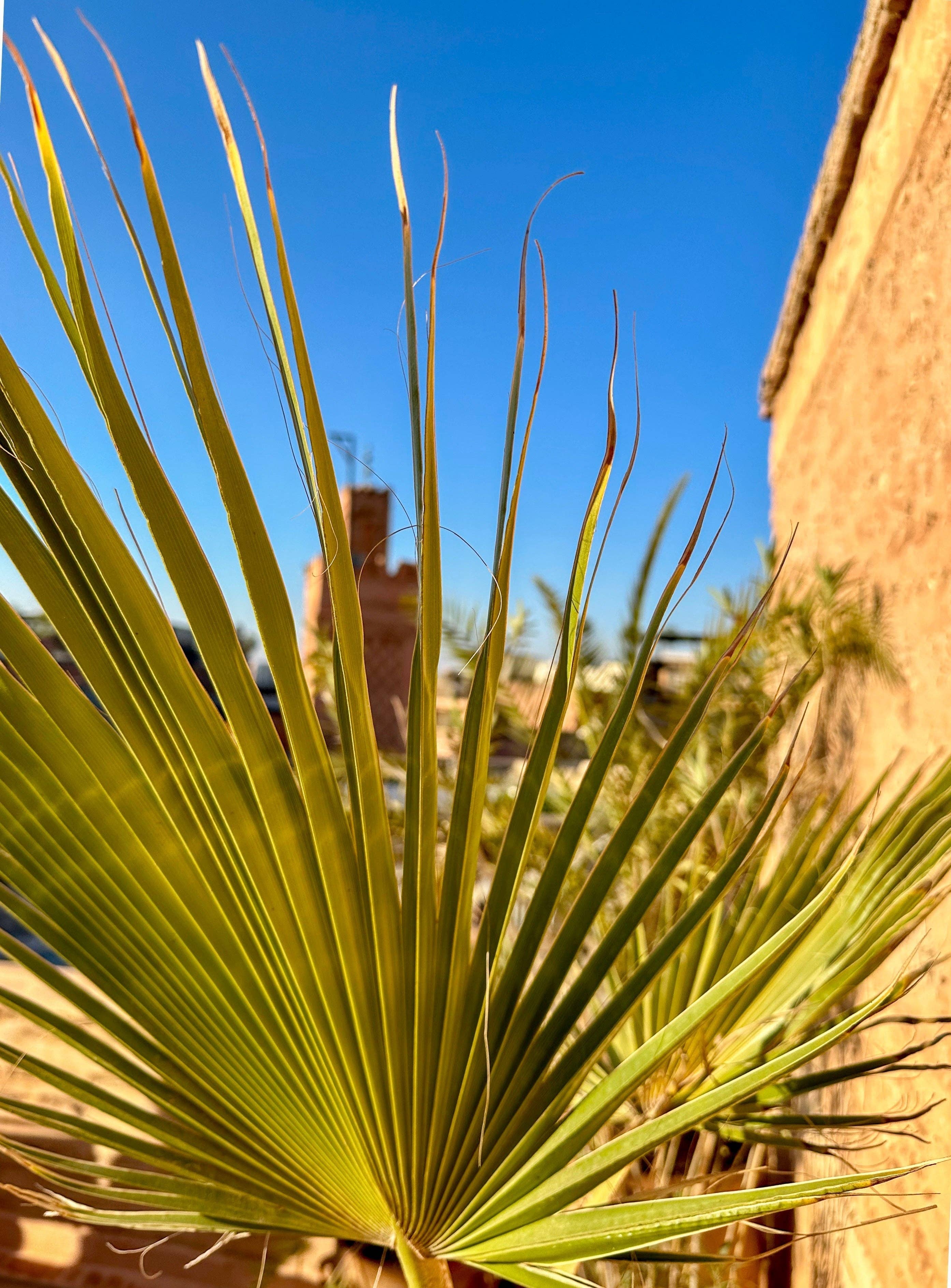 SOUK in the CITY – wholesale Matta – Azilal MIX Kilim Matta 140/871