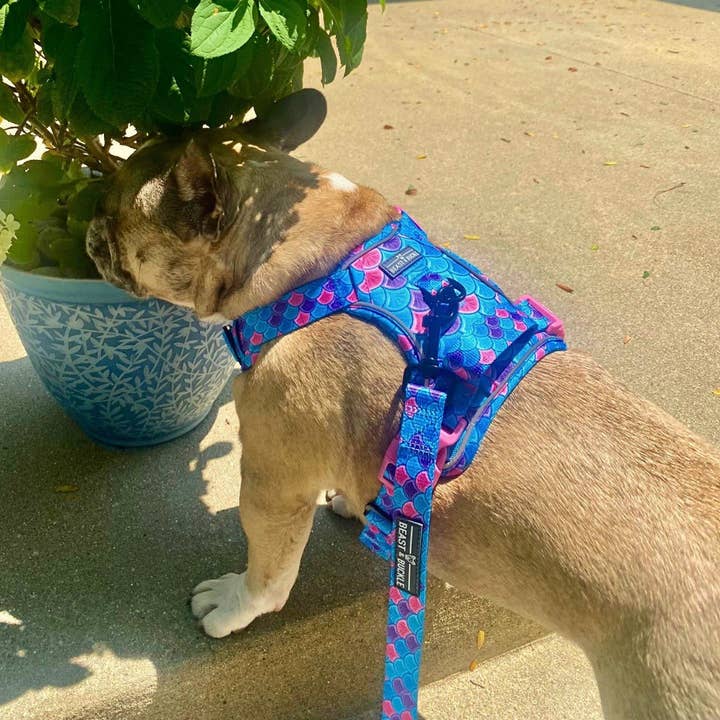 Beast & Buckle - Wholesale Pet Harness - Dog - Mermaid No Pull Dog Harness4