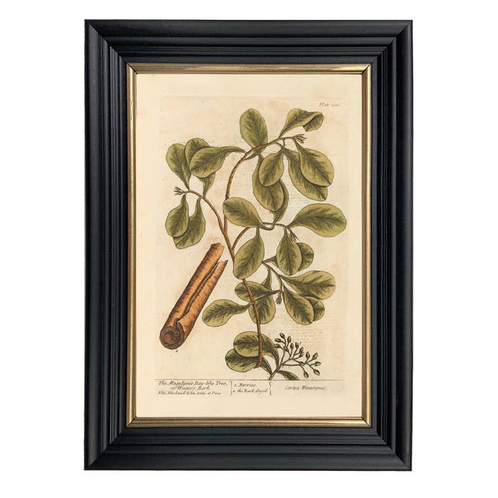 Madison Bay Co. - Historical Home Decor Reproductions - Wholesale Art Print - Winter's Bark Winter Botanical Framed Print
