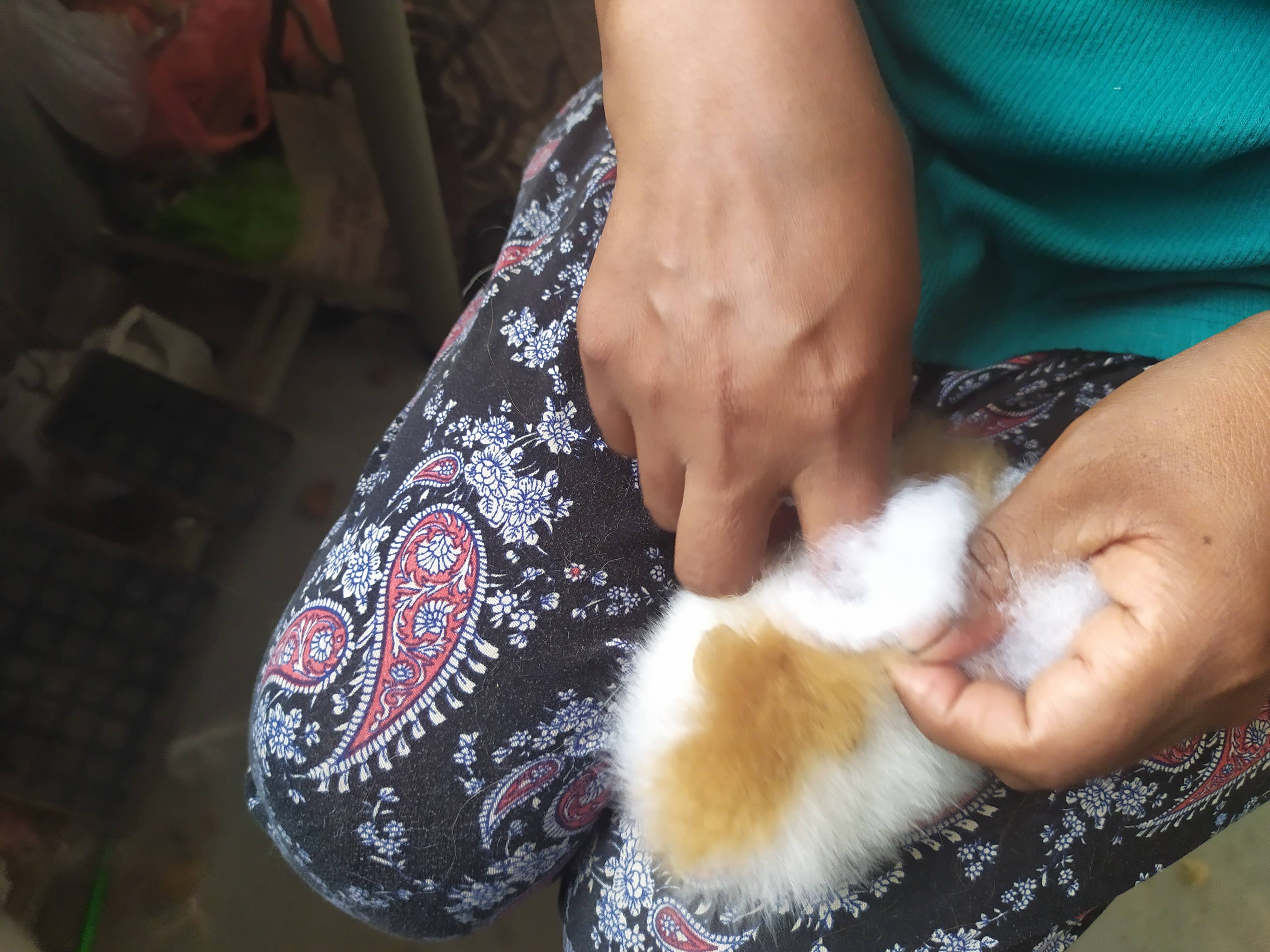 Blossom Inspirations - Wholesale Stuffed/Plush Toy - Kids & Baby - Cuyita Guinea Pig Alpaca Fur Toy1