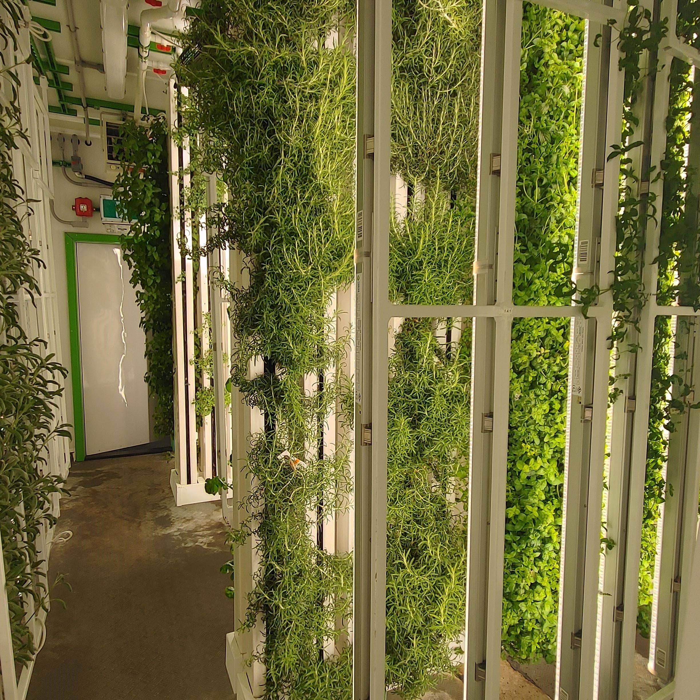 NuLeaf Farms - Vendita all'ingrosso Spray/Acqua viso e corpo - Idrosol al rosmarino3