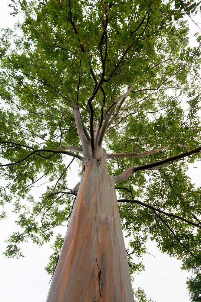 Atlantic Aromatics - Vendita all'ingrosso Olio essenziale - Olio essenziale biologico di eucalipto 10 ml1