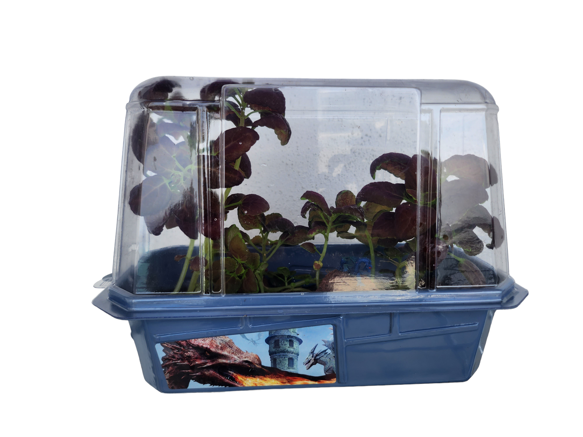 Silver Circle Products - Wholesale DIY Craft Kit - Kids - Dragon's Den Mini World Terrarium2