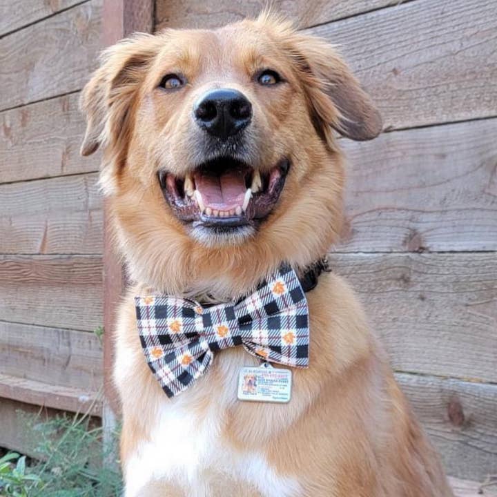 Baylor's Bow Ties - Wholesale Pet Bow Tie - Dog - No balls still a baller Pet Bow Tie, funny dog bow tieÂ