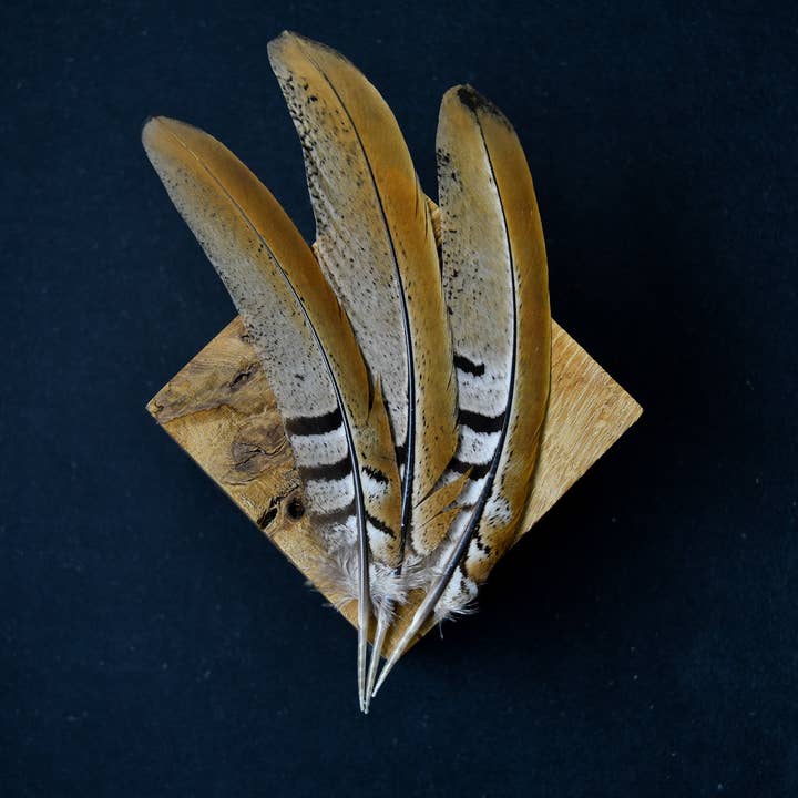 Plumes Naturelles – Engroshandel Fjer – Fasan fjer 10 centimeter