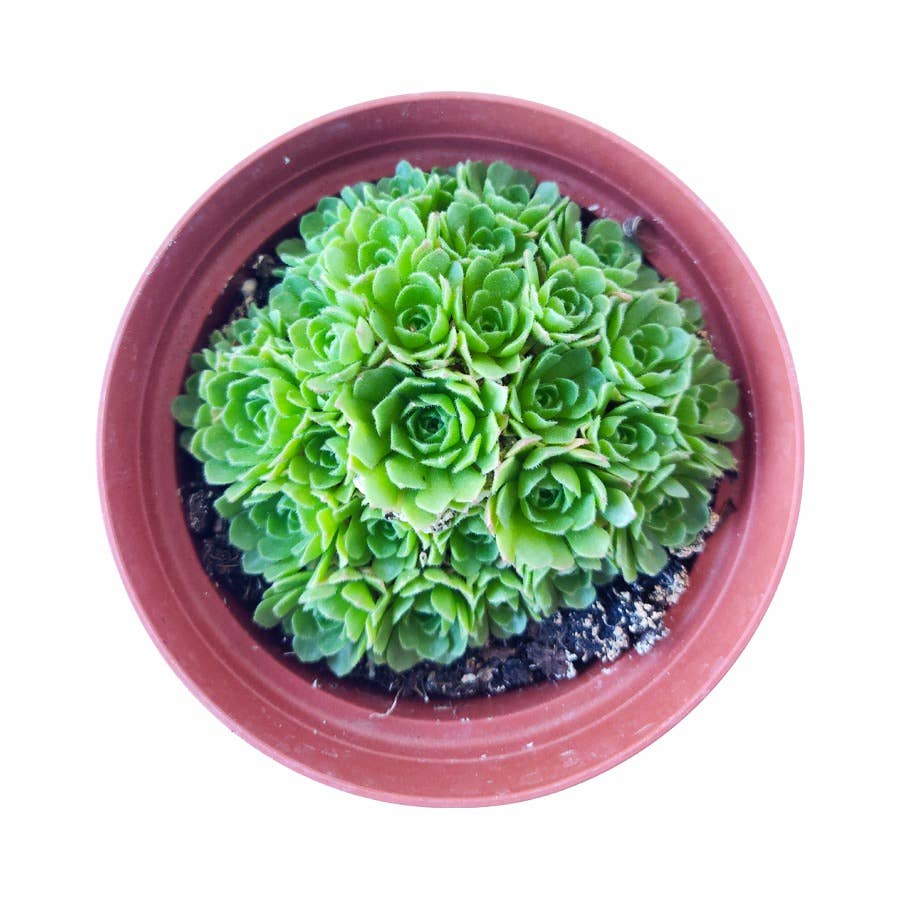 Best Plant Friend - Wholesale Succulent - Rosularia Platyphylla Succulent 2"/ 4" Pot, Mini Rosettes6
