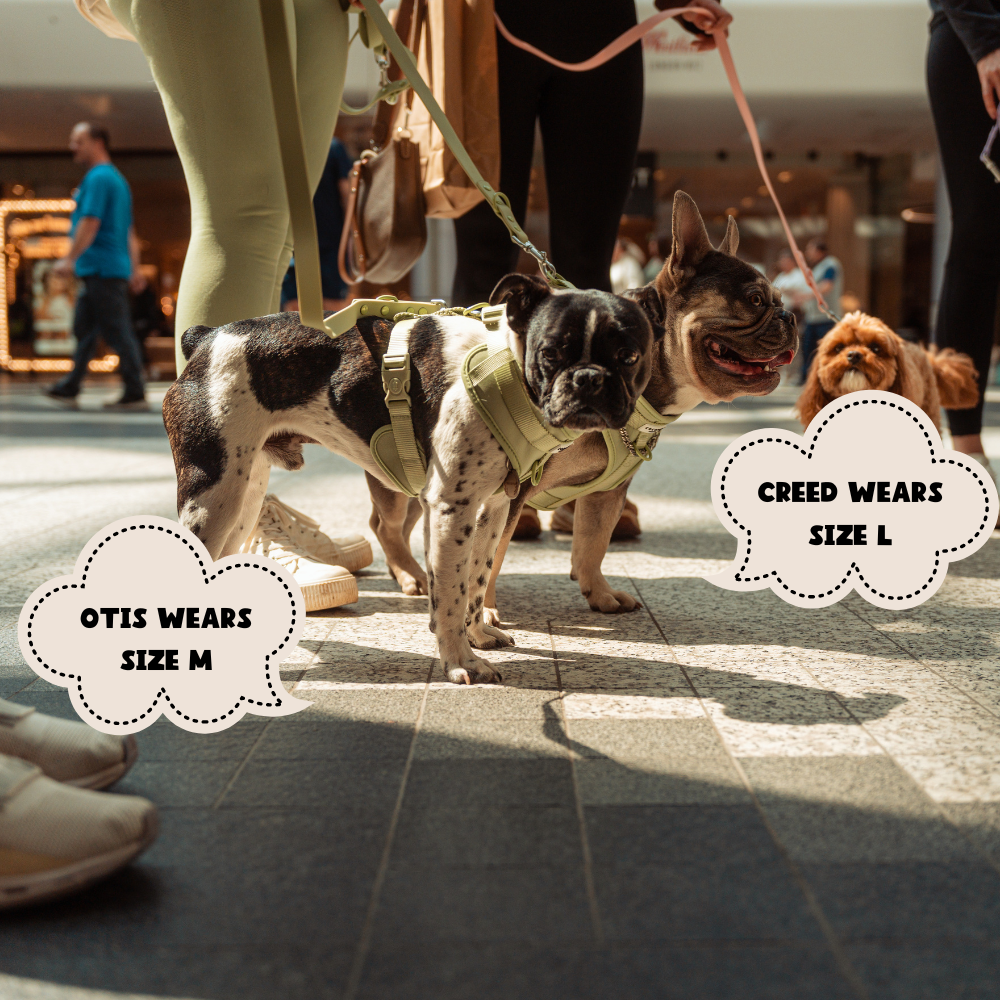 Cocopup London - Wholesale Pet Harness - Dog - NAKD Adjustable Neck Harness - Matcha9