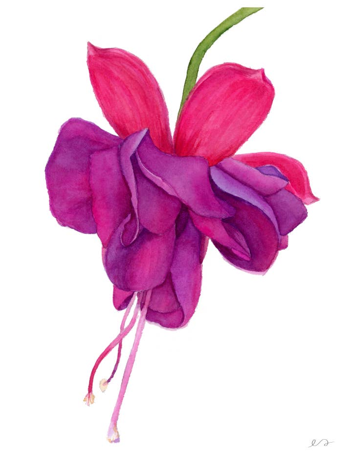 Fuchsia Flower Print – Watercolor Botanical Wall Art for wholesale by Art by Emma Lian