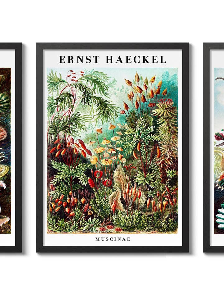 Ernst Haeckel - Set von 3 für den Großhandel von Animato
