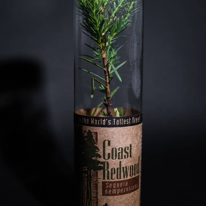 The Jonsteen Company - Wholesale Live Plant - Coast Redwood | Packaged Live Tree