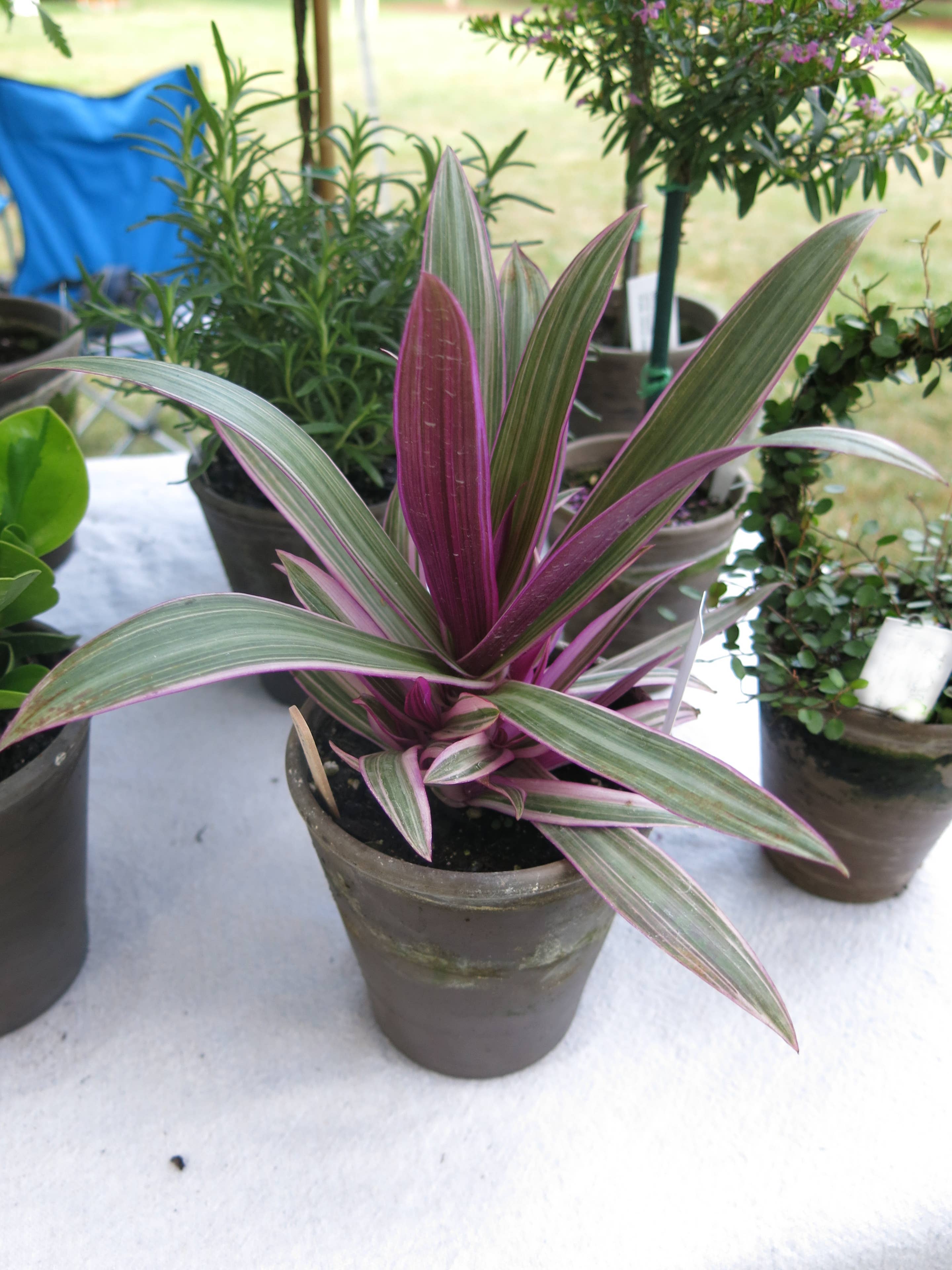 Sunrise Topiaries - Wholesale Live Plant - Live Tricolor "Moses in the Cradle" plant in 5 inch pot1