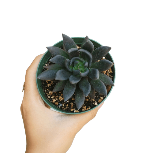 Best Plant Friend - Wholesale Succulent - Echeveria Black Knight, New Black 2/4" Plastic Pot9