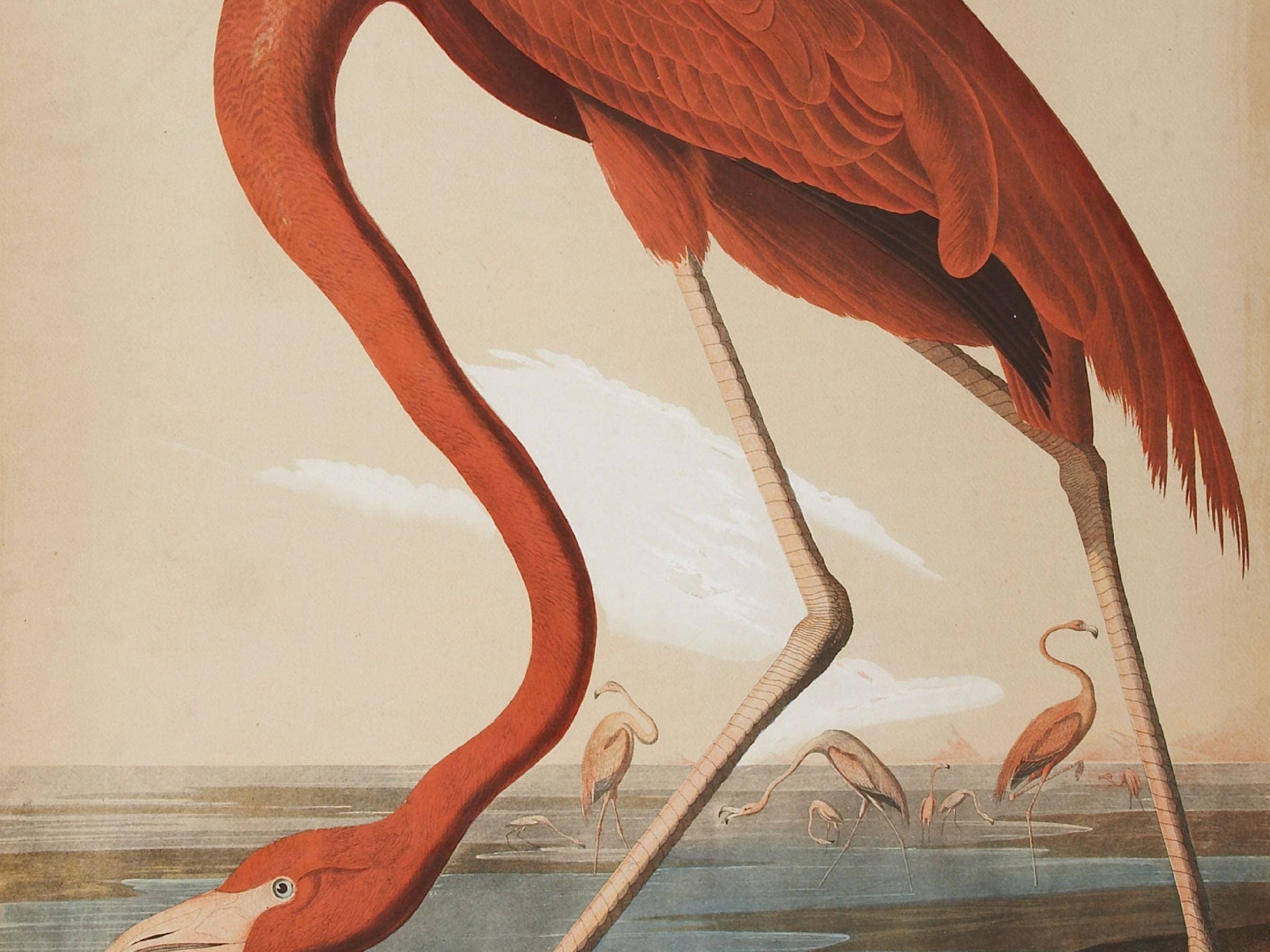 Knot & Soul - Wholesale Art Print - Audubon - Flamingo3