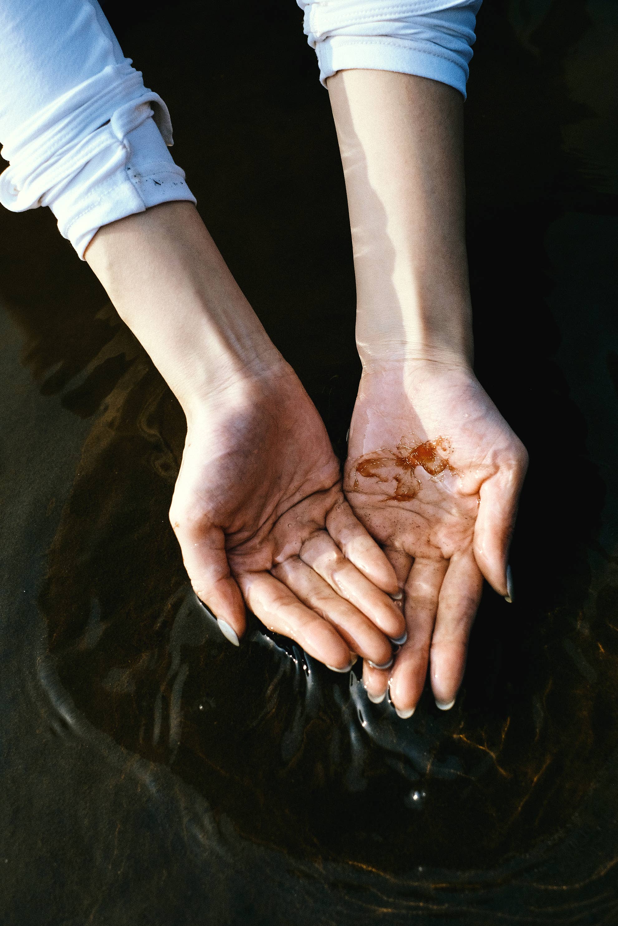 PAPERSELF – Engroshandel Midlertidig tatovering – Guldfisk 2 Midlertidig tatovering klistermærke10