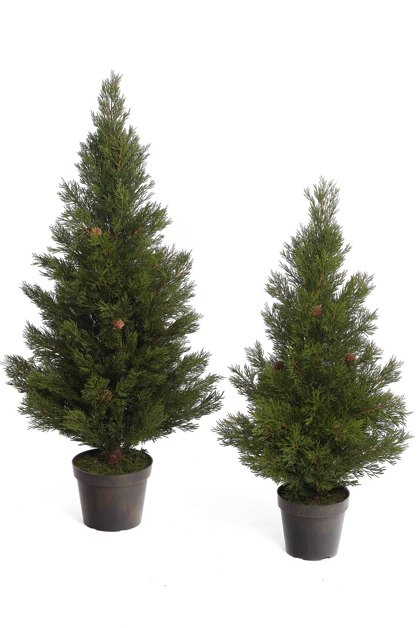 Studio Specialties - Wholesale Artificial Plant - CYPRESS W/POT 8" DX33.5"H
