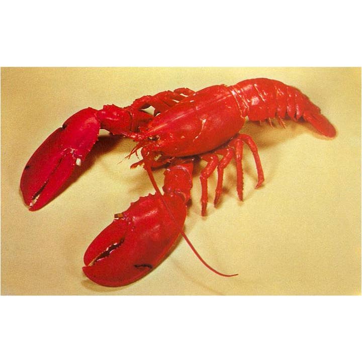 Magnet NP-542 Red Lobster for wholesale by Found Image Press