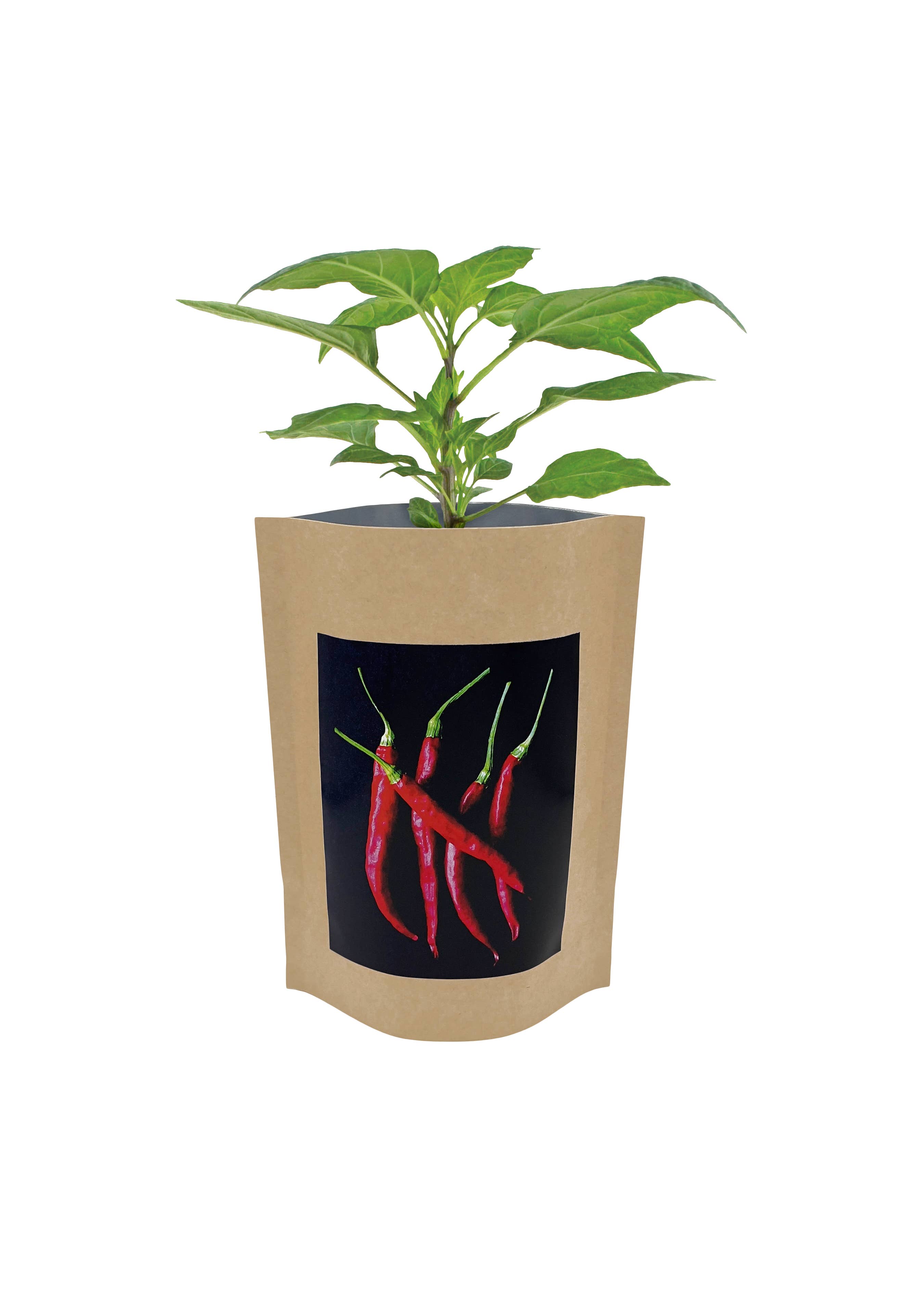 Potting Shed Creations, Ltd. - Wholesale Plant Seeds - Seed Start | Hot Peppers | Spring Kitchen Garden Gift