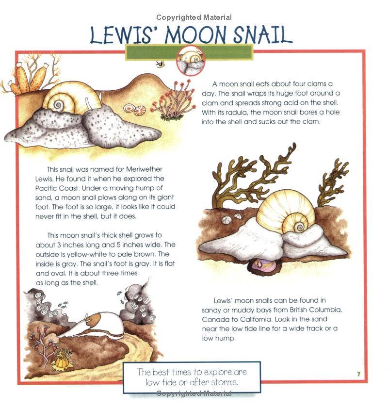 REMOVED BRAND - Wholesale Nature & Outdoors - Seashells, Crabs and Sea Stars: A Take-Along Guide4