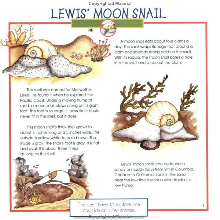 REMOVED BRAND - Wholesale Nature & Outdoors - Seashells, Crabs and Sea Stars: A Take-Along Guide4