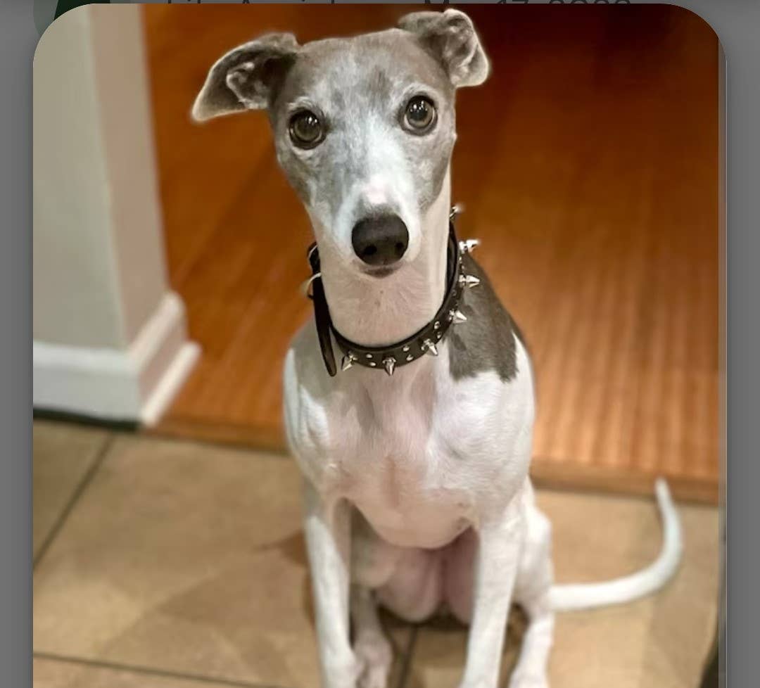 Axesoria West - Wholesale Pet Collar - Dog - Genuine Distressed Leather Dog Collar with stud and Spike3