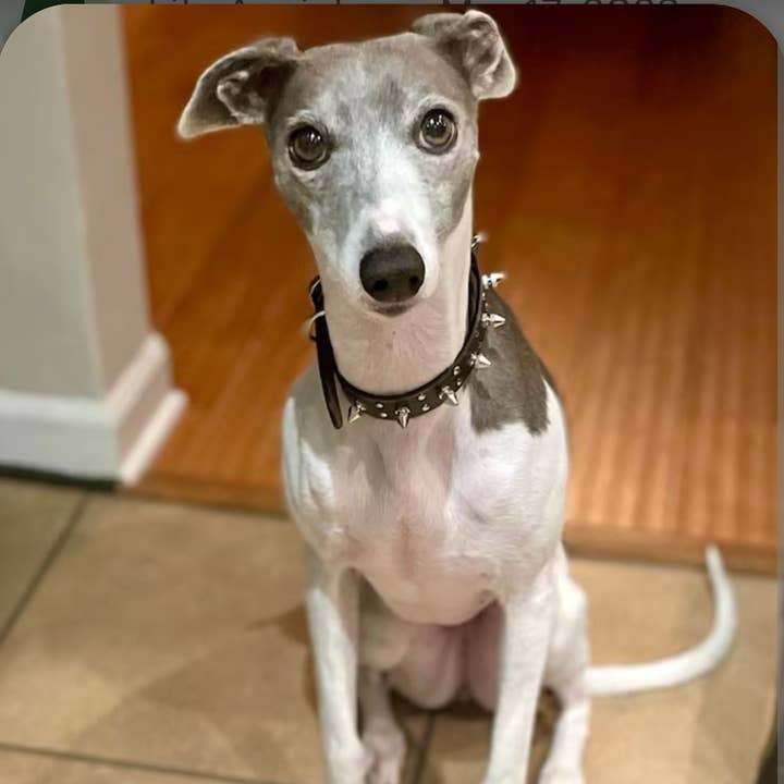 Axesoria West - Wholesale Pet Collar - Dog - Genuine Distressed Leather Dog Collar with stud and Spike3