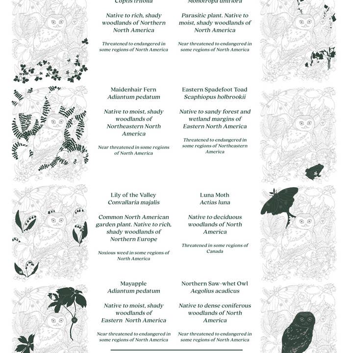 Small Victories - Wholesale Art Print - Moonlit Forest Print - Northern Saw-whet Owl1