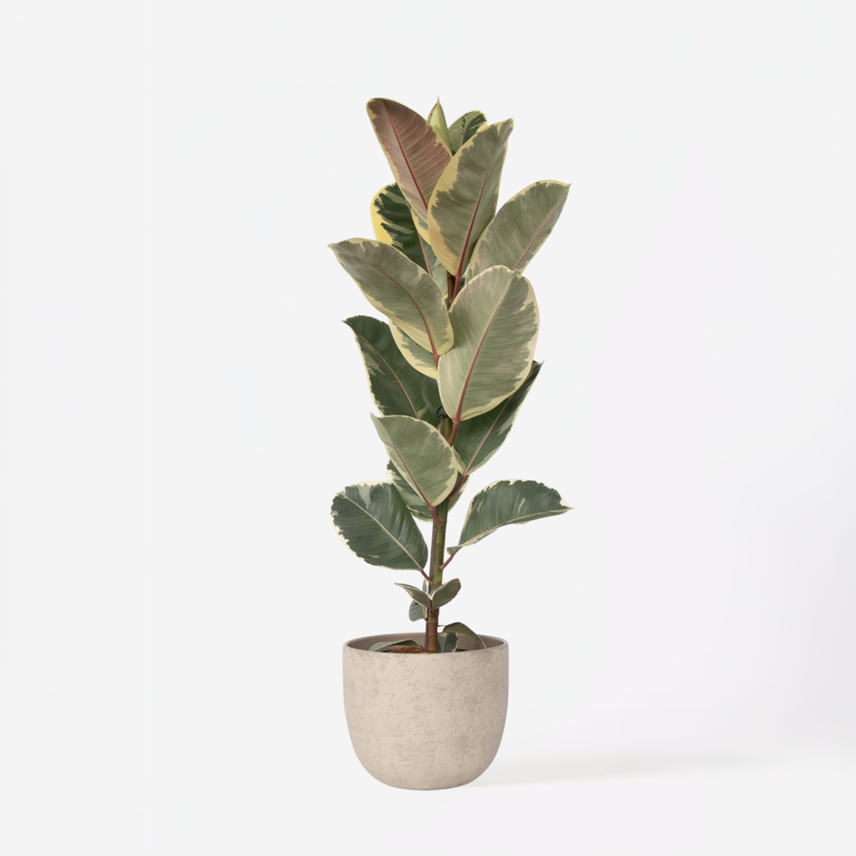 Oasis of Life - Wholesale Live Plant - Ficus Rubber Tree – Ficus Elastica Tineke – Height 75–100cm – Ø24cm – Variegated Houseplant with Green & Cream-Colored Leaves – Air-Purifying & Easy-Care Plant for Living Room & Office1