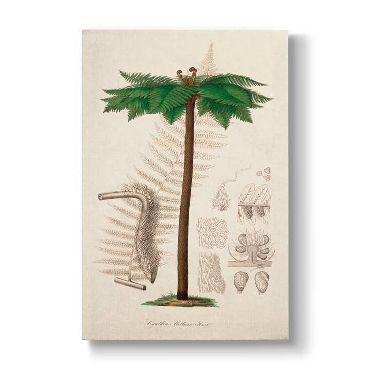 Cyathea Mettenii - Botanical Print for wholesale by La Bouquetiere French Collections
