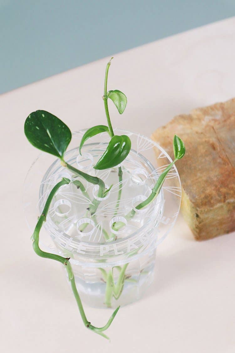 Greenterior – Engroshandel Plantekrukke – Bobche - Smuk plante3