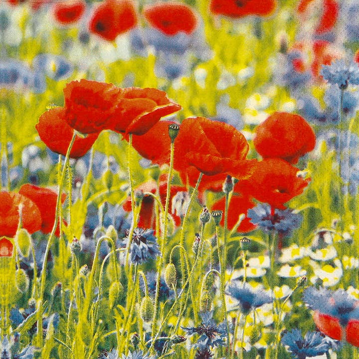 Poppies and Cornflowers lunch napkins for wholesale by Home Fashion - Carl Dietrich GmbH