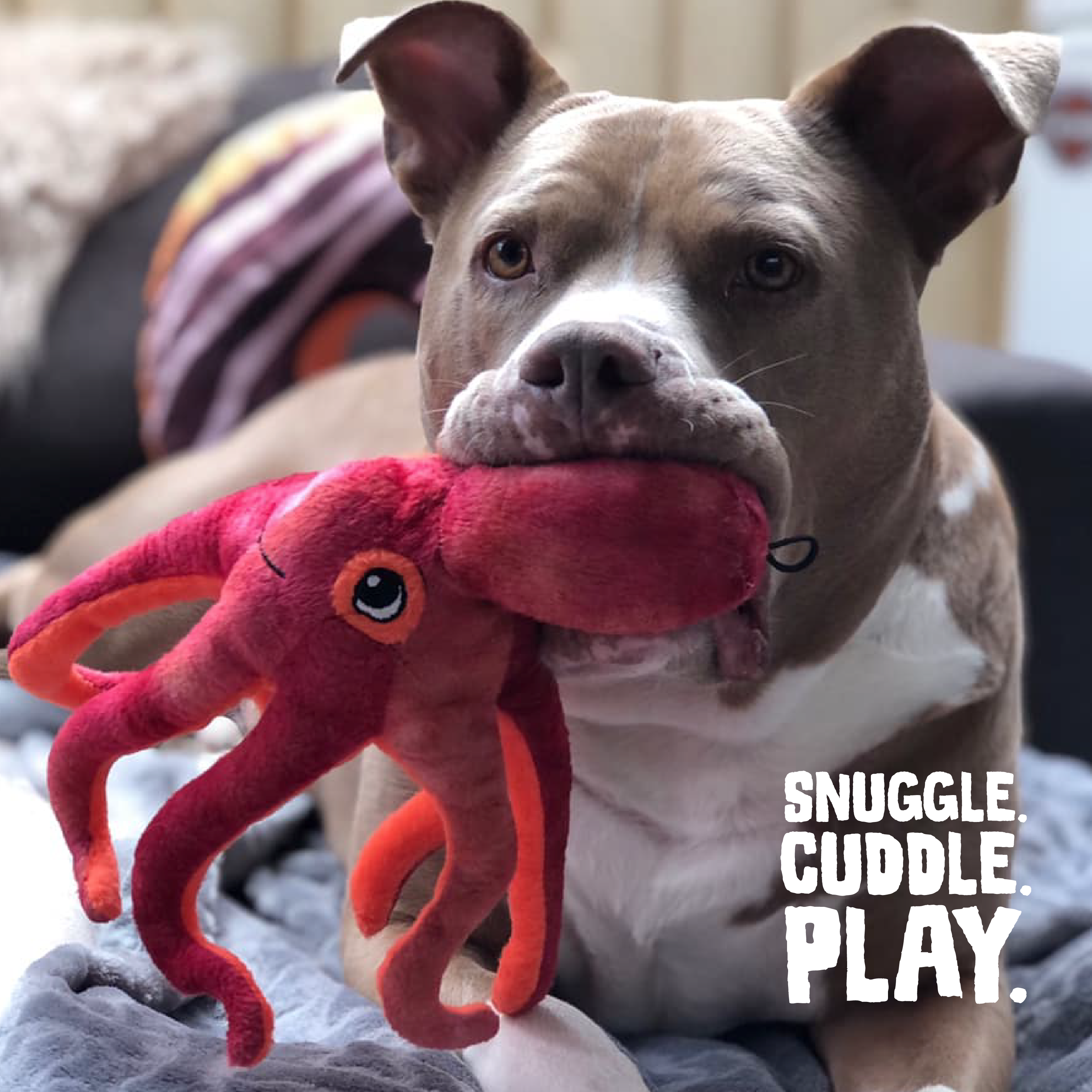 SnugArooz - Wholesale Pet Plush Toy - Dog - Olivia the Octopus6