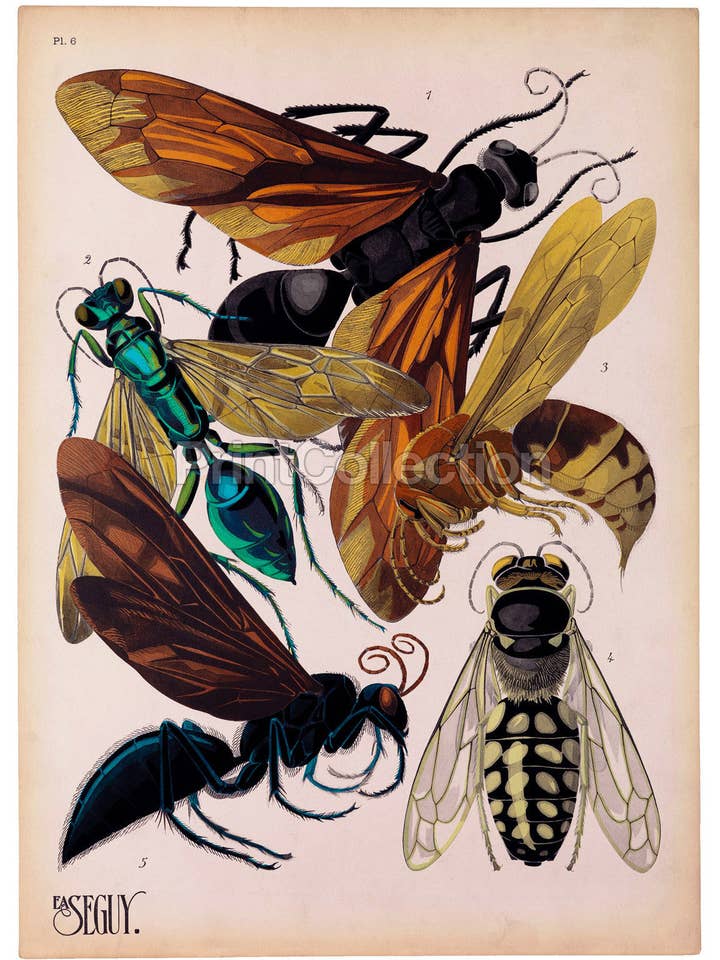 Insectos, Plato 6 de E.A. Seguy para venta al por mayor de Print Collection