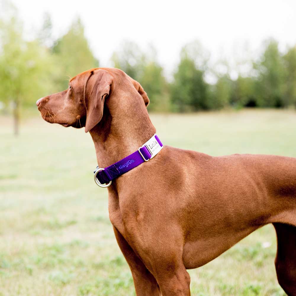 dogIDs - Wholesale Pet Collar - Dog - Personalized Nylon ScruffTag Collar9