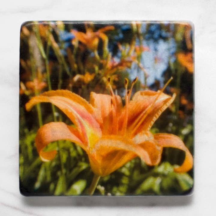 Orange Daylily Flower for wholesale by StellaLily