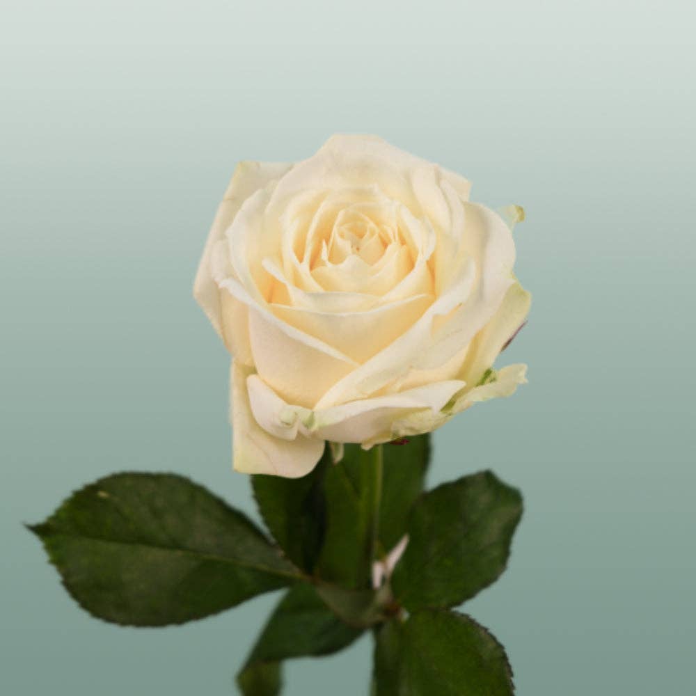 White Rose Avalanche (20 Stems) for wholesale on Faire1