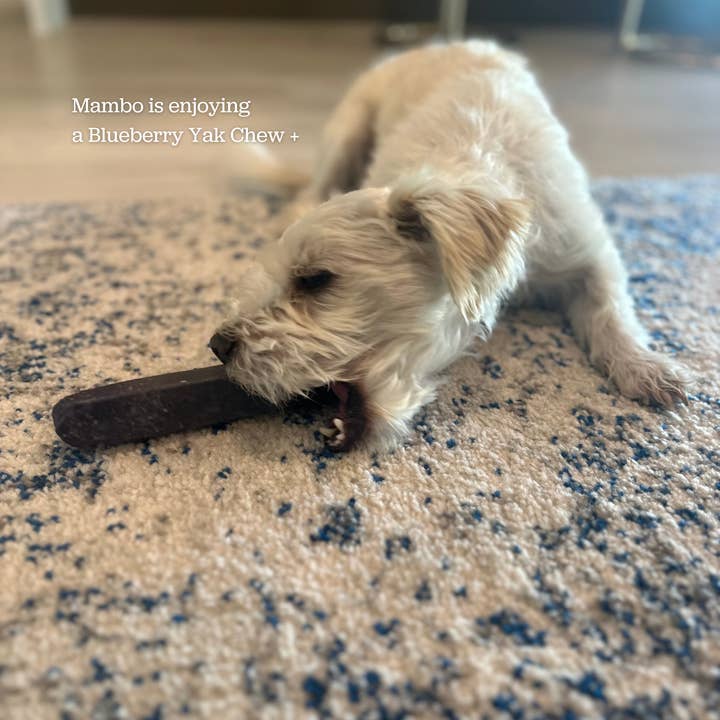 Downtown Pet Supply - Vente Friandises – chien - Produits à mâcher dentaires durables au yak - Produits à mâcher au yak aux canneberges et aux bleuets pour chiens18