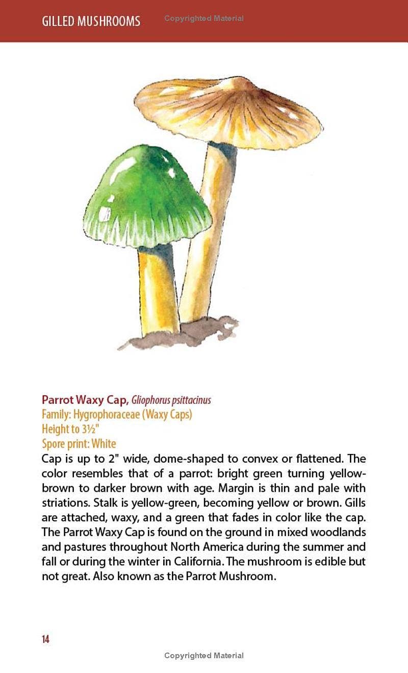 REMOVED BRAND - Wholesale Nature & Outdoors - Mushrooms: A Falcon Field Guide2